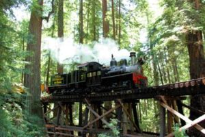 A steam train roaring through Santa Cruz Redwoods